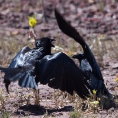 Corvus orru (Torresian Crow) at Cleveland, QLD - 2 Oct 2023 by PJH123