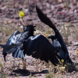 Corvus orru at Cleveland, QLD - 2 Oct 2023