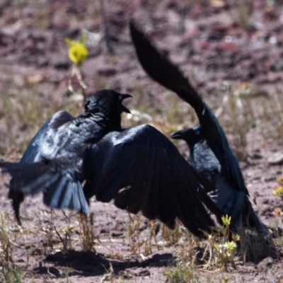 Corvus orru (Torresian Crow) at Cleveland, QLD - 2 Oct 2023 by PJH123