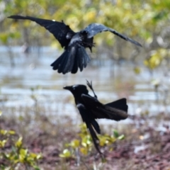 Corvus orru at Cleveland, QLD - 2 Oct 2023 11:06 AM