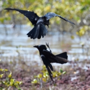 Corvus orru at Cleveland, QLD - 2 Oct 2023