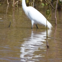 Egretta garzetta (Little Egret) at Cleveland, QLD - 2 Oct 2023 by PJH123