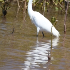 Egretta garzetta at Cleveland, QLD - 2 Oct 2023