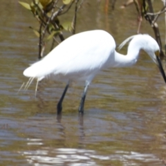 Egretta garzetta at Cleveland, QLD - 2 Oct 2023 11:08 AM