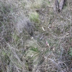 Nassella trichotoma (Serrated Tussock) at Watson, ACT - 2 Oct 2023 by waltraud