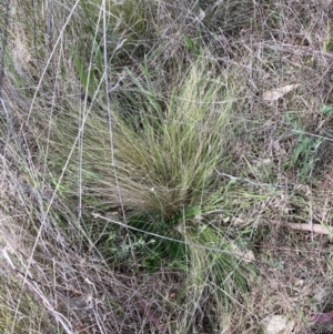 Nassella trichotoma at Watson, ACT - 2 Oct 2023