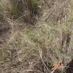 Nassella trichotoma at Watson, ACT - 2 Oct 2023