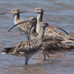 Numenius madagascariensis (Eastern Curlew) at Cleveland, QLD - 2 Oct 2023 by PJH123