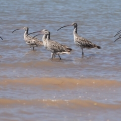 Numenius madagascariensis at Cleveland, QLD - 2 Oct 2023