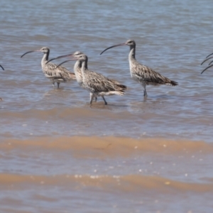 Numenius madagascariensis at Cleveland, QLD - 2 Oct 2023 11:07 AM