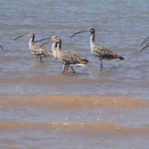 Numenius madagascariensis at Cleveland, QLD - 2 Oct 2023