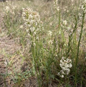 Stackhousia monogyna at Watson, ACT - 2 Oct 2023 12:07 PM