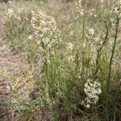 Stackhousia monogyna (Creamy Candles) at Watson, ACT - 2 Oct 2023 by waltraud