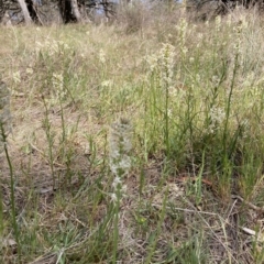 Stackhousia monogyna at Watson, ACT - 2 Oct 2023 12:07 PM