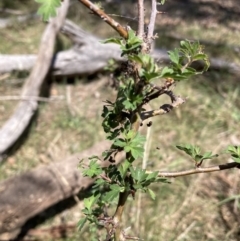 Crataegus monogyna (Hawthorn) at Watson, ACT - 2 Oct 2023 by waltraud