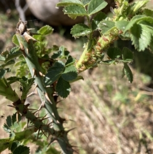 Rosa rubiginosa at Watson, ACT - 2 Oct 2023