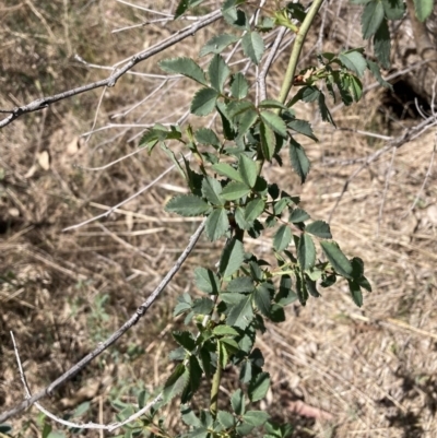 Rosa rubiginosa (Sweet Briar, Eglantine) at Watson, ACT - 2 Oct 2023 by waltraud