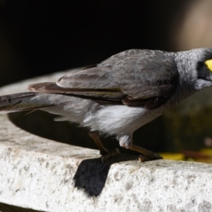 Manorina melanocephala at Sheldon, QLD - suppressed