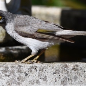 Manorina melanocephala at Sheldon, QLD - suppressed