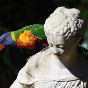 Trichoglossus moluccanus at Sheldon, QLD - suppressed