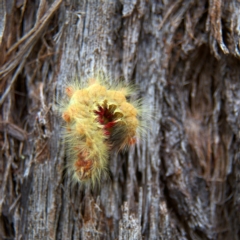 Trichiocercus sparshalli (Sparshall's Moth) at Higgins, ACT - 2 Oct 2023 by MichaelWenke