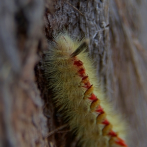 Trichiocercus sparshalli at Higgins, ACT - 2 Oct 2023