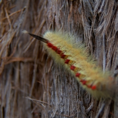 Trichiocercus sparshalli at Higgins, ACT - 2 Oct 2023