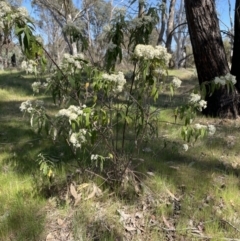 Olearia lirata (Snowy Daisybush) at Belconnen, ACT - 30 Sep 2023 by JohnBrannan