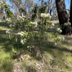 Olearia lirata at Belconnen, ACT - 30 Sep 2023