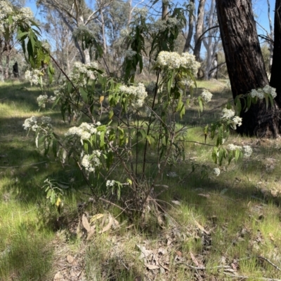 Olearia lirata (Snowy Daisybush) at Belconnen, ACT - 29 Sep 2023 by John Brannan