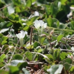 Trifolium subterraneum (Subterranean Clover) at Symonston, ACT - 2 Oct 2023 by RodDeb