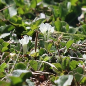 Trifolium subterraneum at Symonston, ACT - 2 Oct 2023