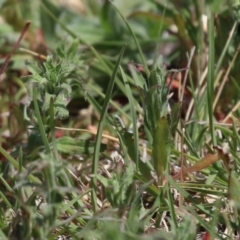 Epilobium hirtigerum (Hairy Willowherb) at Symonston, ACT - 2 Oct 2023 by RodDeb