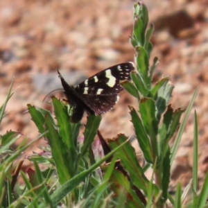 Phalaenoides tristifica at Symonston, ACT - 2 Oct 2023