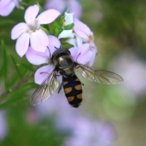 Melangyna viridiceps at Symonston, ACT - 2 Oct 2023