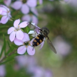 Melangyna viridiceps at Symonston, ACT - 2 Oct 2023