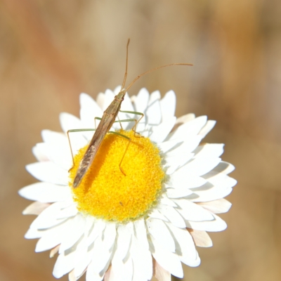 Mutusca brevicornis (A broad-headed bug) at Higgins Woodland - 2 Oct 2023 by Trevor