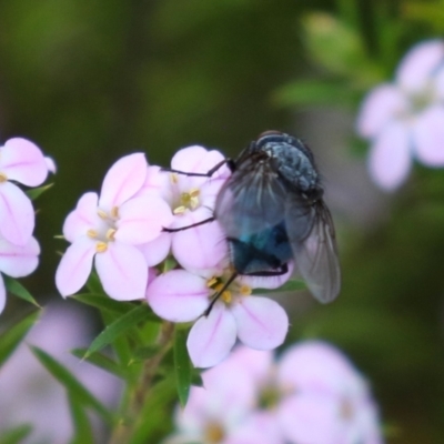 Calliphora vicina (European bluebottle) at Symonston, ACT - 2 Oct 2023 by RodDeb