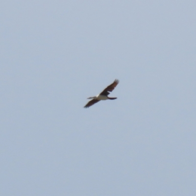 Anhinga novaehollandiae (Australasian Darter) at Symonston, ACT - 2 Oct 2023 by RodDeb