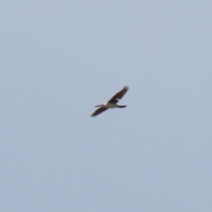 Anhinga novaehollandiae at Symonston, ACT - 2 Oct 2023