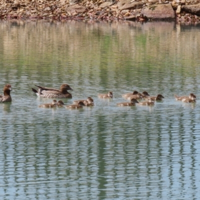 Chenonetta jubata (Australian Wood Duck) at Symonston, ACT - 2 Oct 2023 by RodDeb