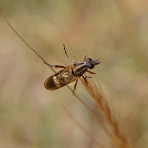 Therevidae (family) at Higgins, ACT - 2 Oct 2023 10:58 AM