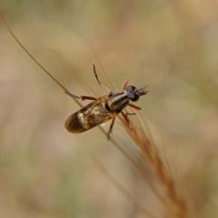 Unidentified Stiletto fly (Therevidae) at Higgins, ACT - 1 Oct 2023 by Trevor