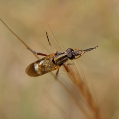 Therevidae (family) at Higgins, ACT - 2 Oct 2023 10:58 AM