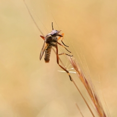 Therevidae (family) at Higgins, ACT - 2 Oct 2023 10:58 AM