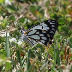 Belenois java at Symonston, ACT - 2 Oct 2023