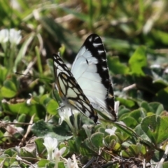 Belenois java at Symonston, ACT - 2 Oct 2023