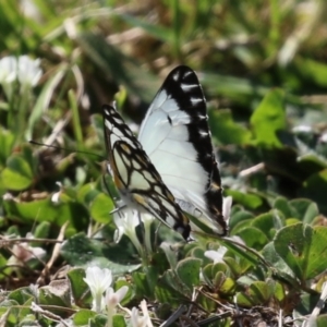 Belenois java at Symonston, ACT - 2 Oct 2023 12:44 PM