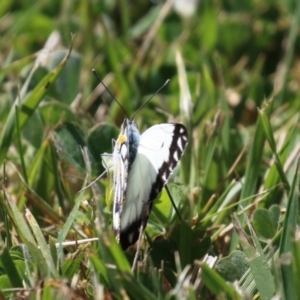 Belenois java at Symonston, ACT - 2 Oct 2023 12:44 PM