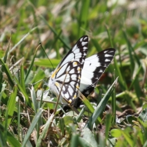 Belenois java at Symonston, ACT - 2 Oct 2023 12:44 PM